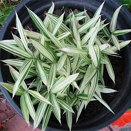 Плейобластус Форчуна Variegata