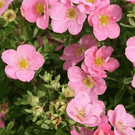 Лапчатка кустарниковая Pink Queen