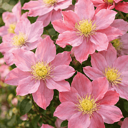 Клематис Little Mermaid