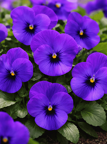 Виола рогатая  Twix Deep Blue with Eye