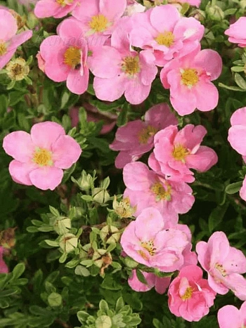 Лапчатка кустарниковая Pink Queen