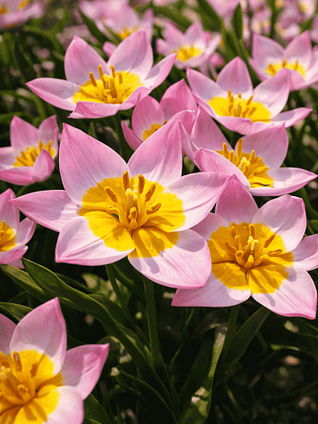 Тюльпан Lilac Wonder