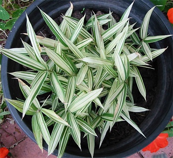 Плейобластус Форчуна Variegata