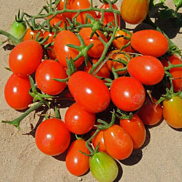 Томат Ангел F1