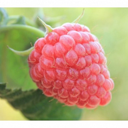 Малина ремонтантная Брусиловская