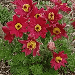 Прострел обыкновенный Rote Glocke