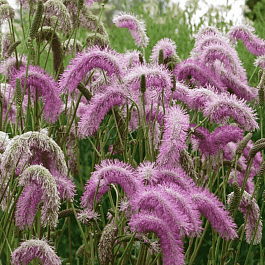 Кровохлебка Pink Brushes