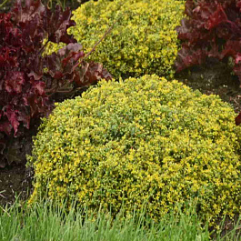 Очиток гибридный Rock ’N Low Yellow Brick Road