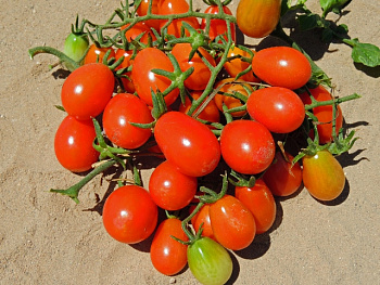 Томат Ангел F1