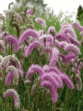 Кровохлебка Pink Brushes