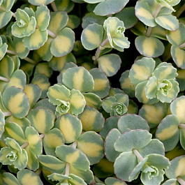 Седум Зибольда Вариегата