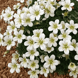 Камнеломка Арендса Pixie White