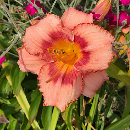 Лилейник гибридный Строберри Кэнди