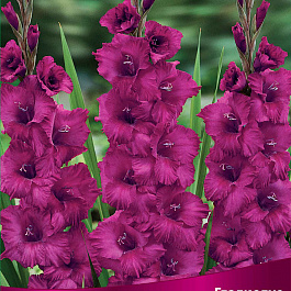 Гладиолус крупноцветковый Пламтат