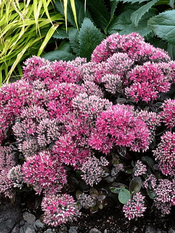 Очиток большой Seduction Hot Rose Dark Stems