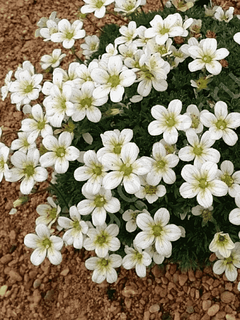 Камнеломка Арендса Pixie White