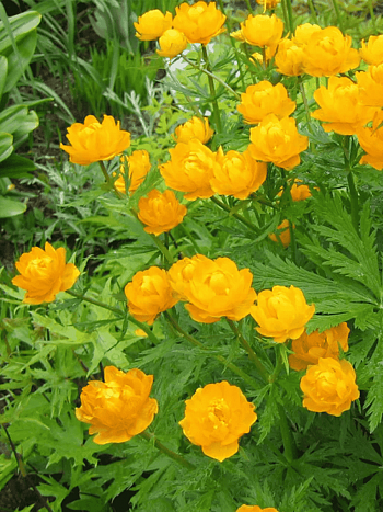 Купальница китайская Golden Queen