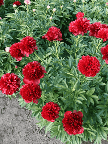 Пион Молочноцветковый Red Grace