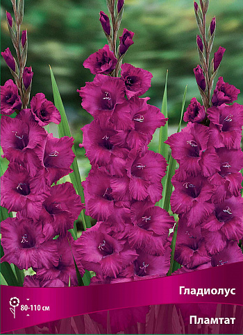 Гладиолус крупноцветковый Пламтат