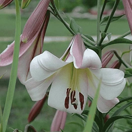 Лилия Eastern Moon