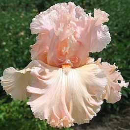 Ирис бородатый Сэлмон Дрим