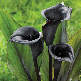 Калла Мемориз