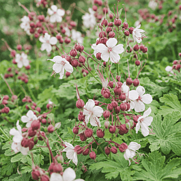 Герань крупнокорневищная Album