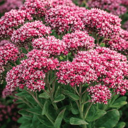 Очиток гибридный Class Act