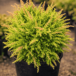 Вереск обыкновенный Loui