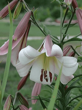 Лилия Eastern Moon