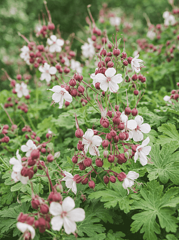 Герань крупнокорневищная Album