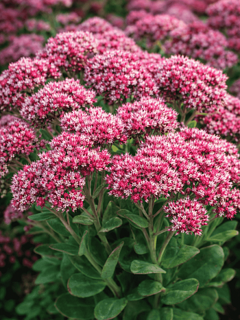 Очиток гибридный Class Act