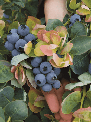 Голубика высокорослая Jersey