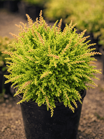 Вереск обыкновенный Loui