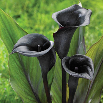 Калла Мемориз Калла Мемориз