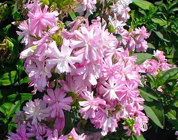 Мыльнянка (Сапонария) лекарственная Rosea Plena