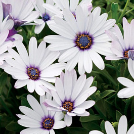 Остеоспермум Акилла Вайт