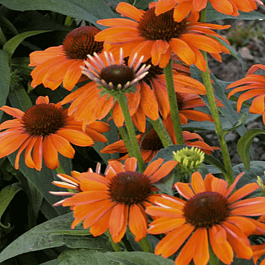 Эхинацея пурпурная Lakote Orange