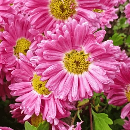 Хризантема гибридная Corinna