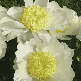 Пион Gold Standard