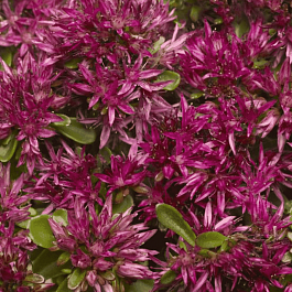 Очиток ложный Solarity