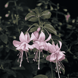 Фуксия ампельная Claudia