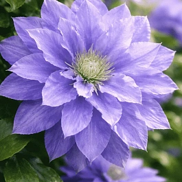 Клематис гибридный Mazury