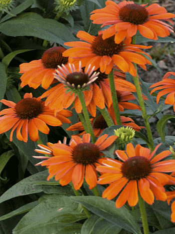 Эхинацея пурпурная Lakote Orange