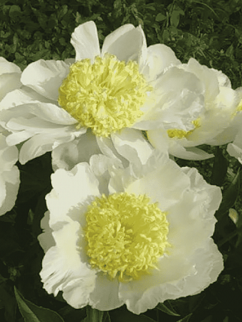 Пион Gold Standard