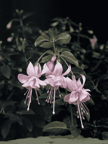 Фуксия ампельная Claudia