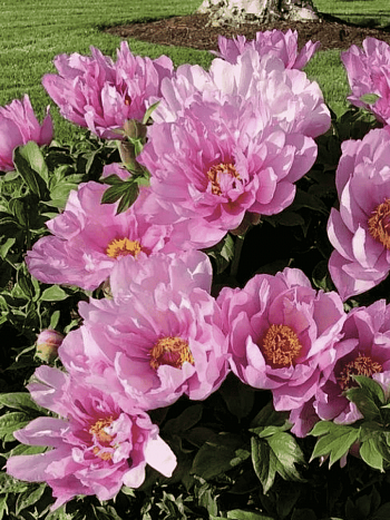 Пион ИТО First Arrival