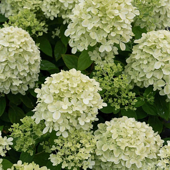 Гортензия метельчатая Литтл Пассион (Патио)