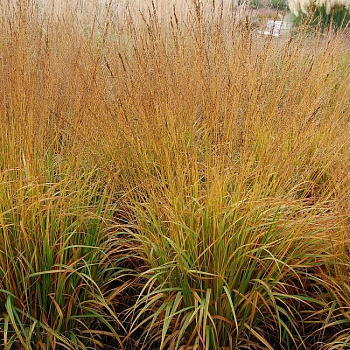 Молиния голубая Ротшофт