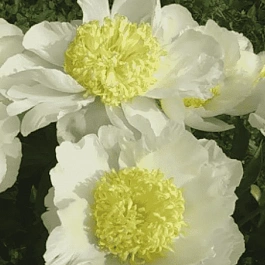 Пион Gold Standard